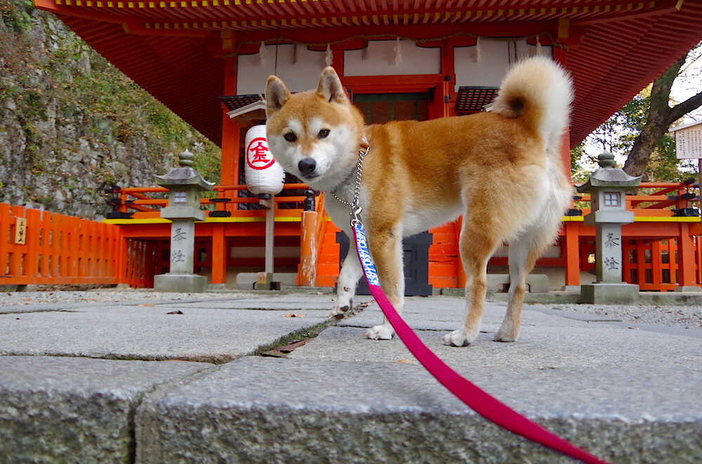2025年电竞战队排名更新,TOP10强队全新出炉,十大电竞战队