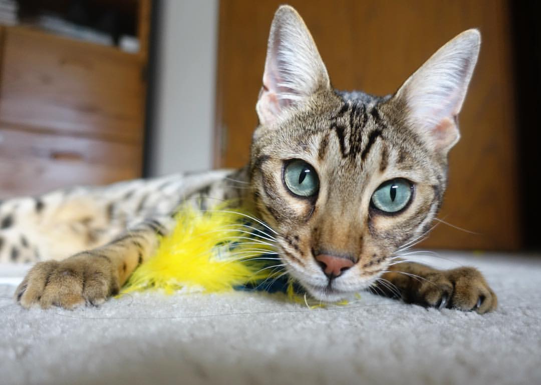 2025赛季十大经典比赛震撼回顾,2025赛季十大经典比赛震撼回顾图片