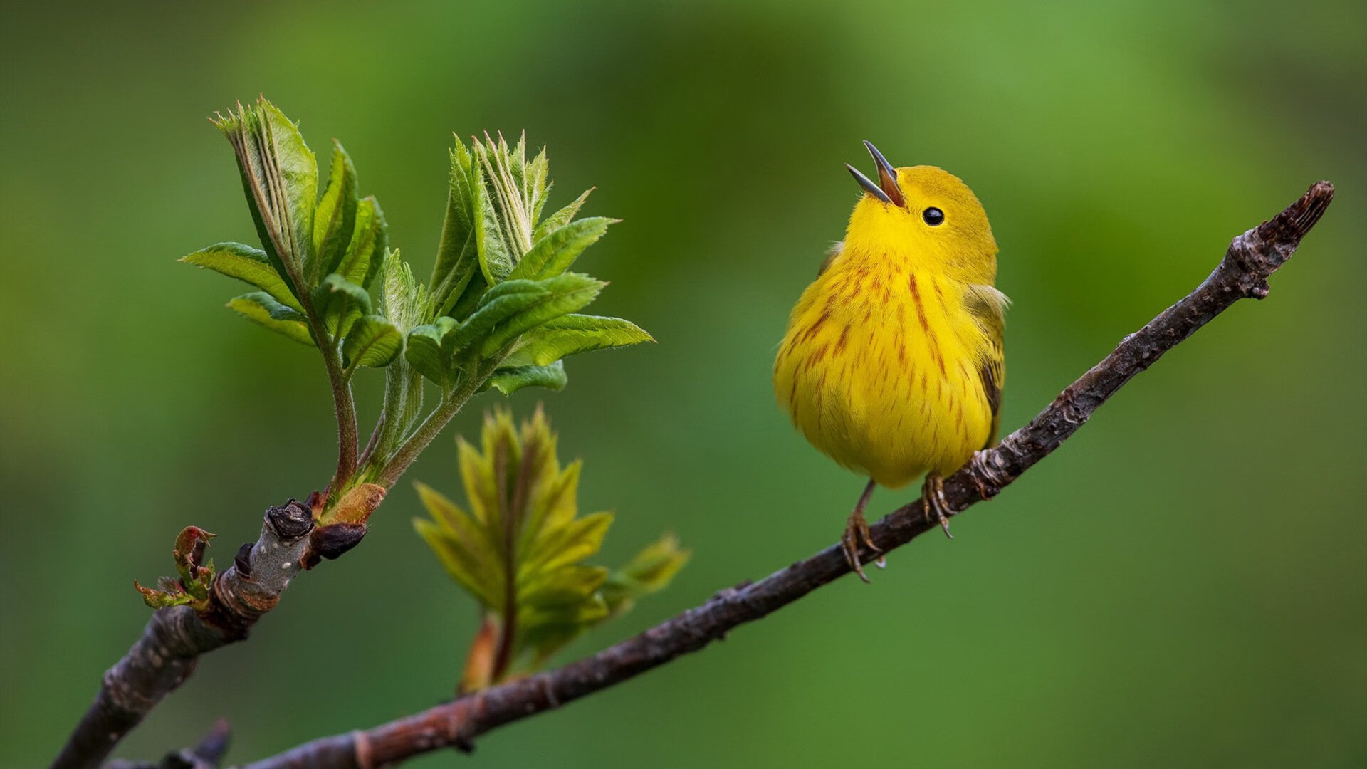 2025赛季：冠军争夺的潜在格局，下个赛季拿冠军