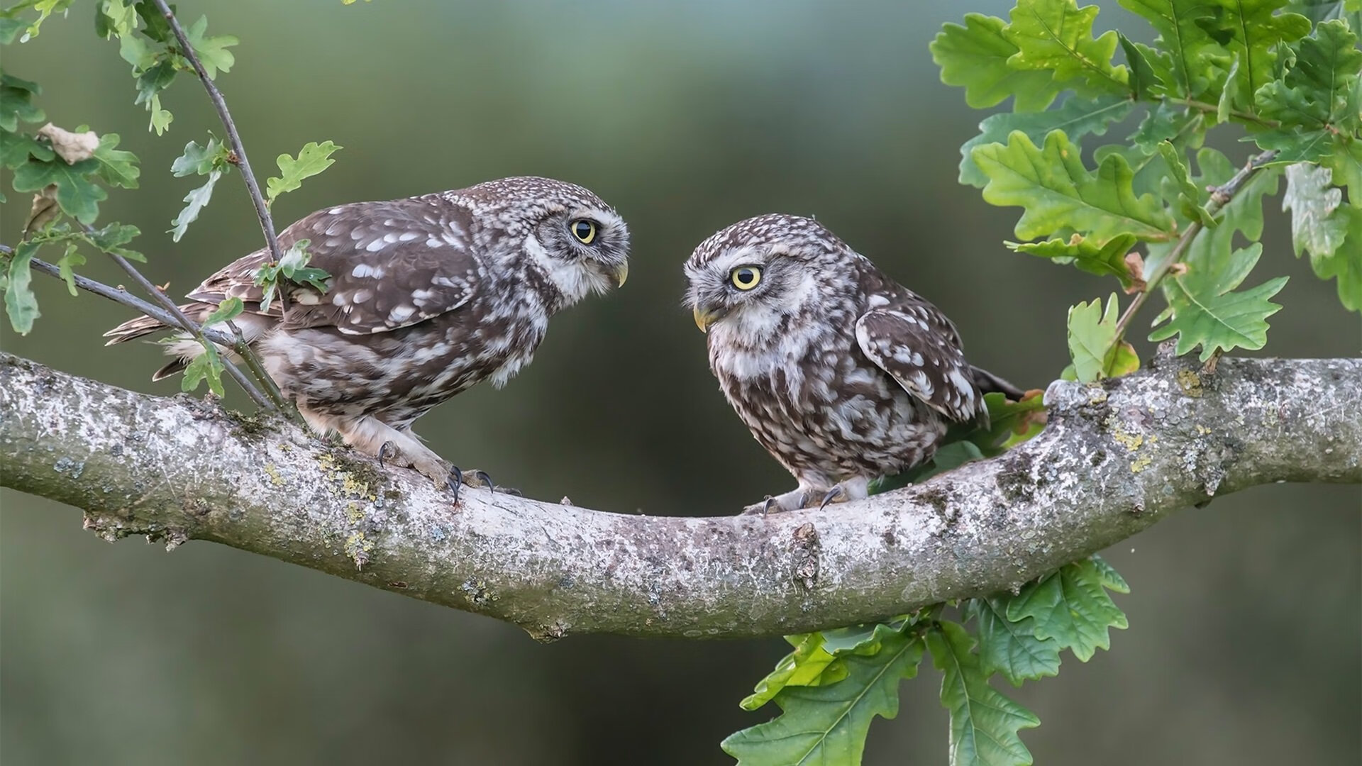 【AI预测对手战术】提前布局，赢在战术前沿！，ai预测技术