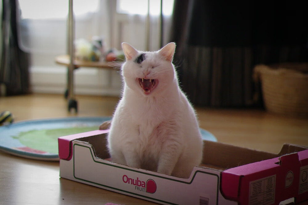 中国女篮备战东京奥运，目标东京金牌，中国女篮挺进东京奥运会