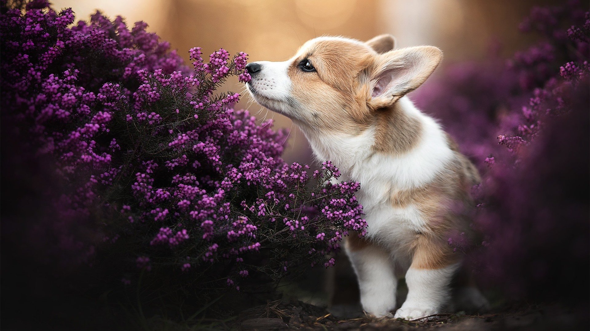 深圳新鹏城年轻球员闪耀全场,深圳鹏城足球队名单