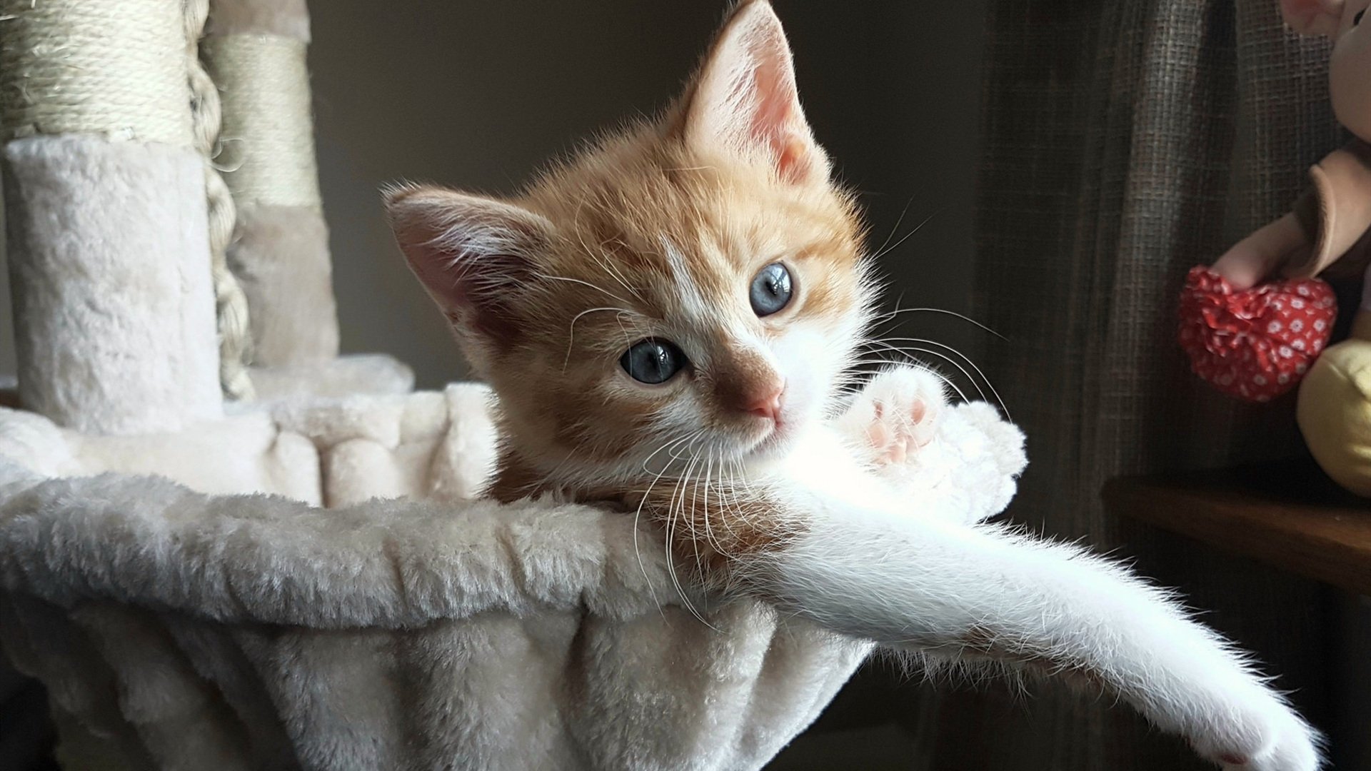 C9晋级LCS季后赛，c9比赛结果