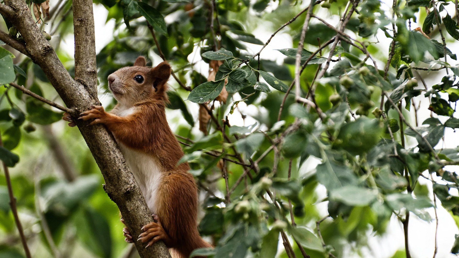 列支敦士登主场取胜,队员士气高涨,列支敦士登足球水平