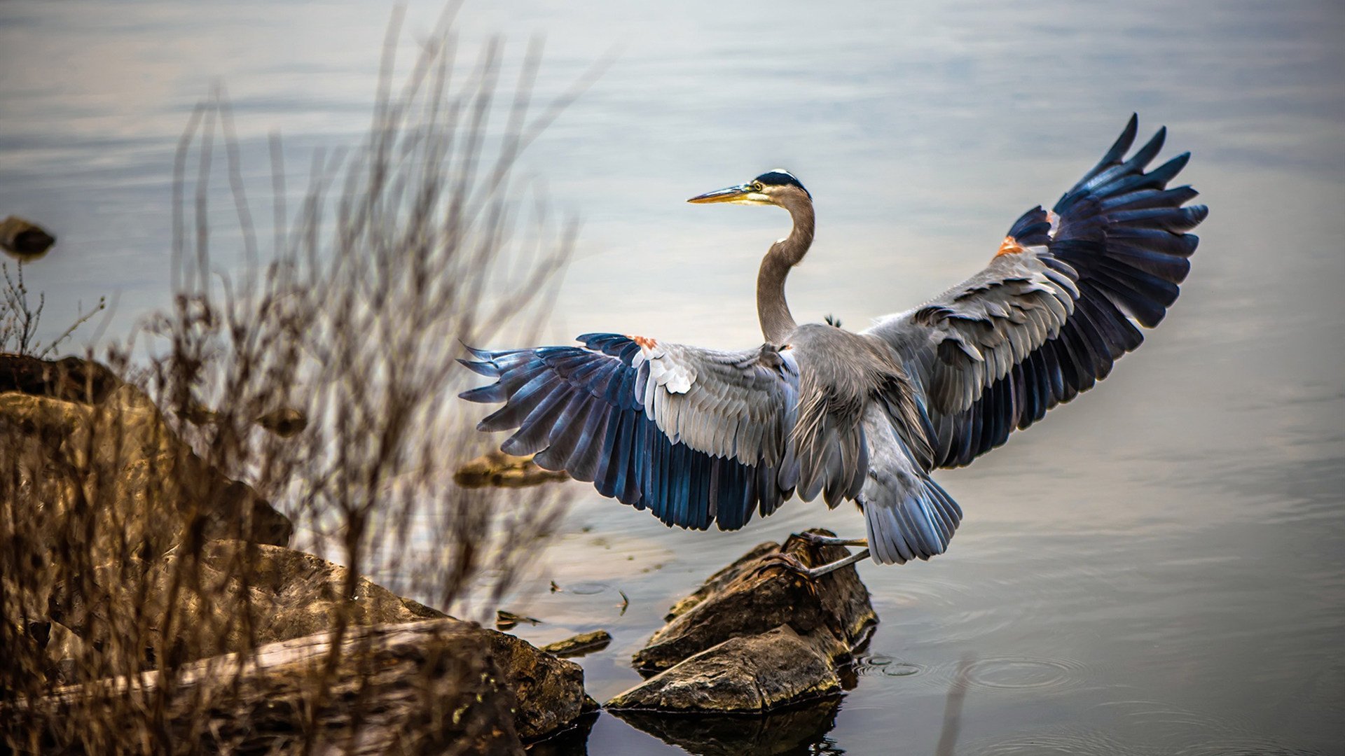 基利安·海耶斯（Killian Hayes）为法国男篮备战巴黎奥运会，法国男篮尼利基纳