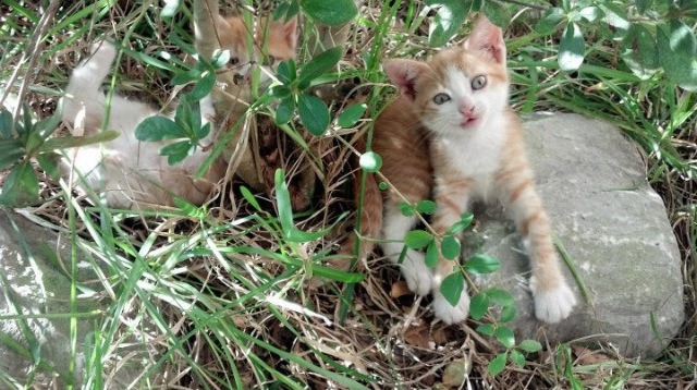 电竞战队全球化布局与跨文化团队管理经验分享,全球电竞战队价值排行榜