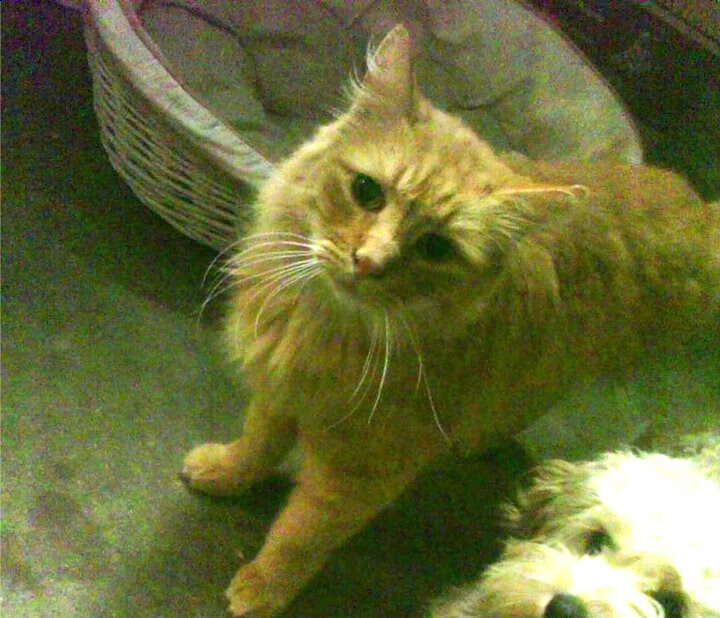 腾讯电竞赛事推动行业规范化，腾讯哪六大电竞职业联赛