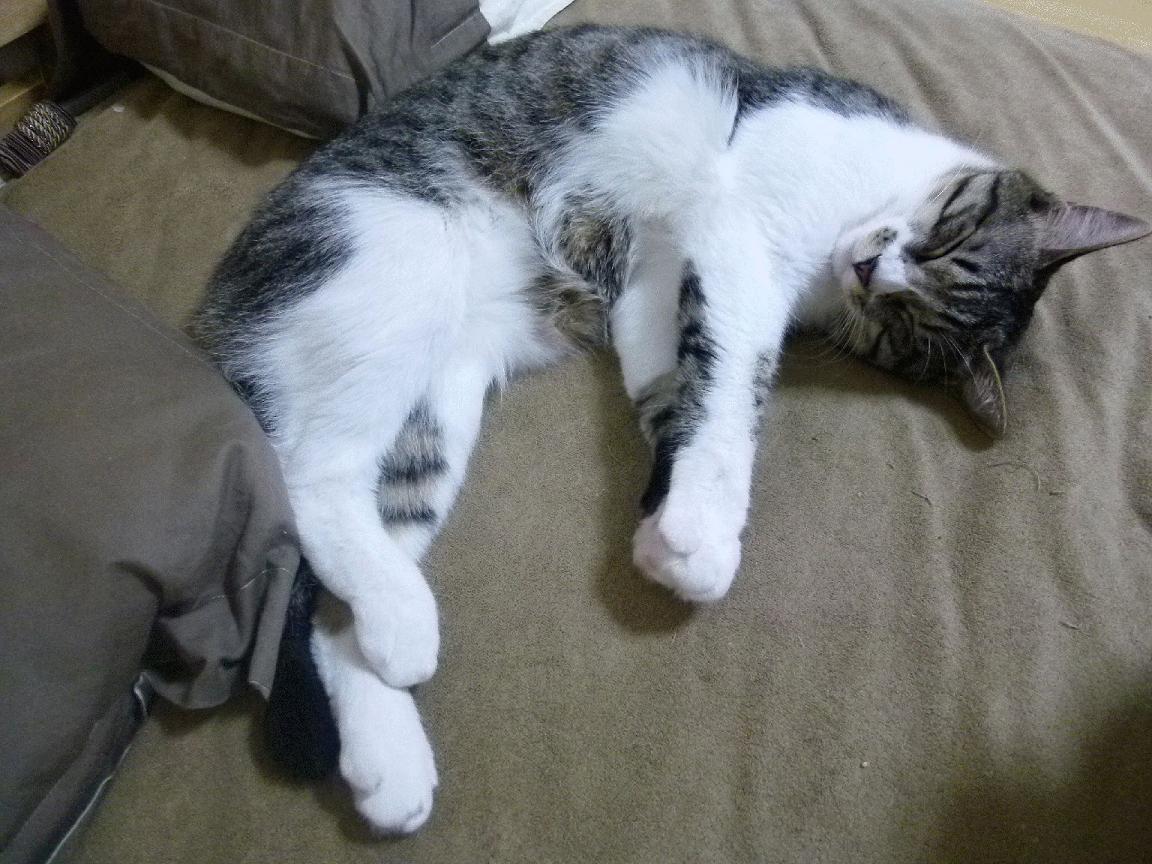 西班牙青少年骑手在世界青少年马术锦标赛中获得团体金牌，展现国家实力。