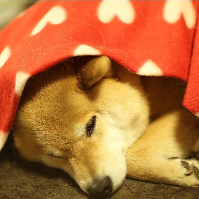 韩国星际争霸赛事再度火爆,韩国星际争霸赛事再度火爆了吗