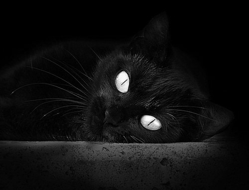 韩国星际争霸赛事合作伙伴增加，星际争霸韩国人