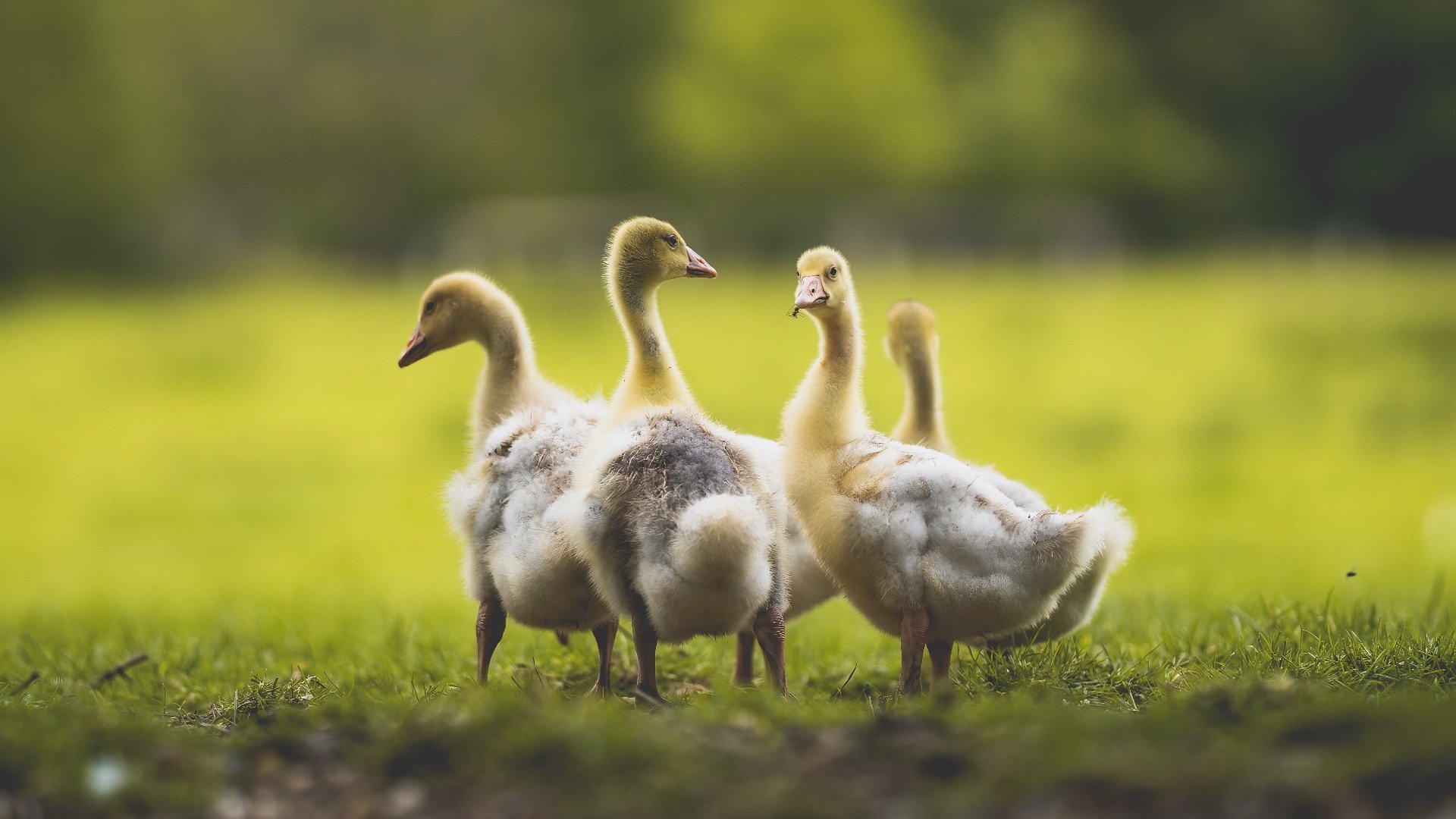 中国足球边后卫插上时机选择行为研究，足球比赛边后卫