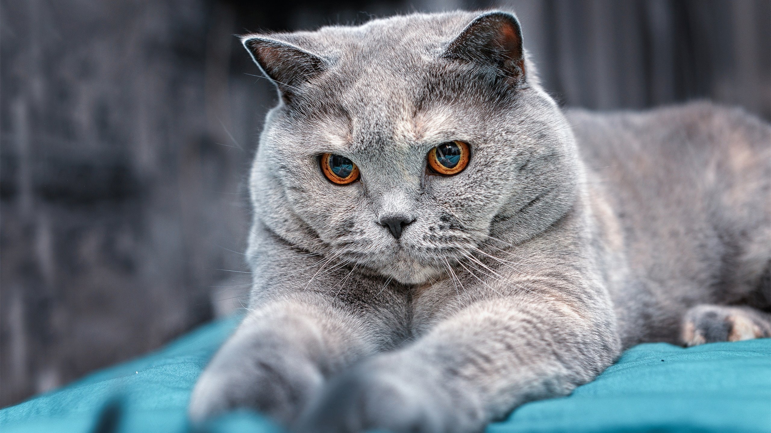 全国舞龙舞狮锦标赛气氛热烈，第十二届全国舞龙舞狮锦标赛第一名