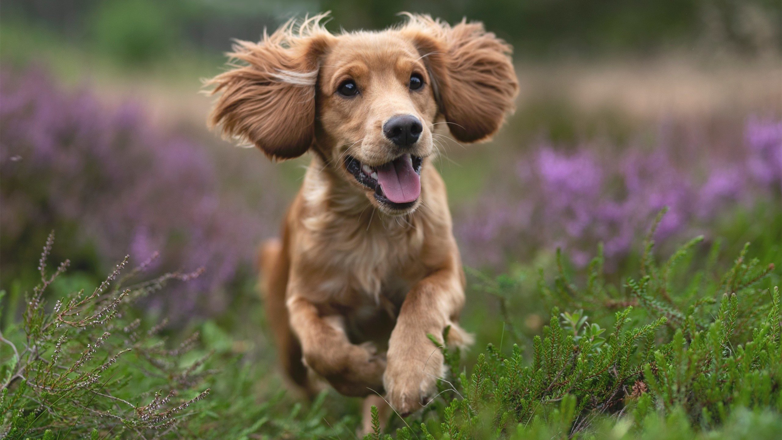 篮球运动员专项技能训练个性化方案设计,篮球职业球员训练计划