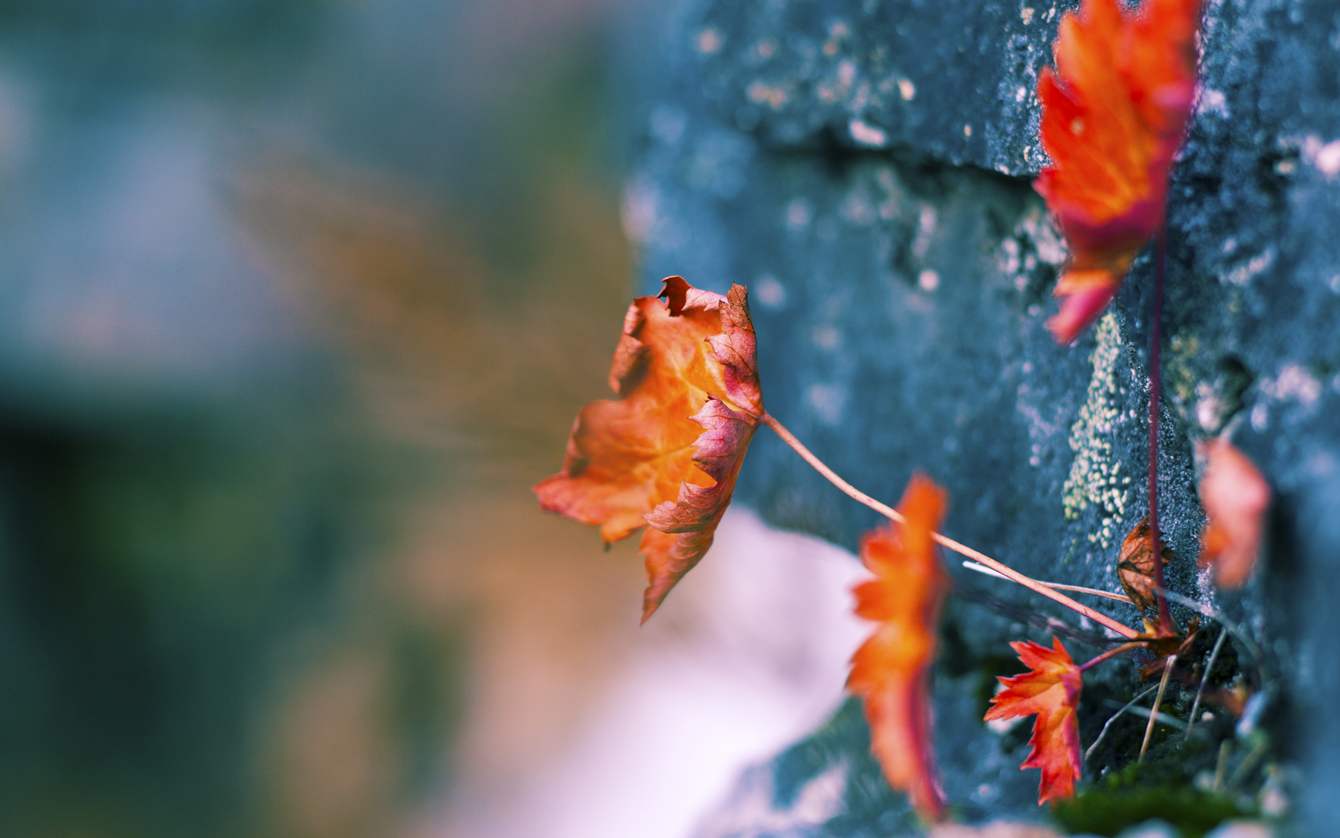 “新都福乐球赛:冠军争夺战火爆来袭”