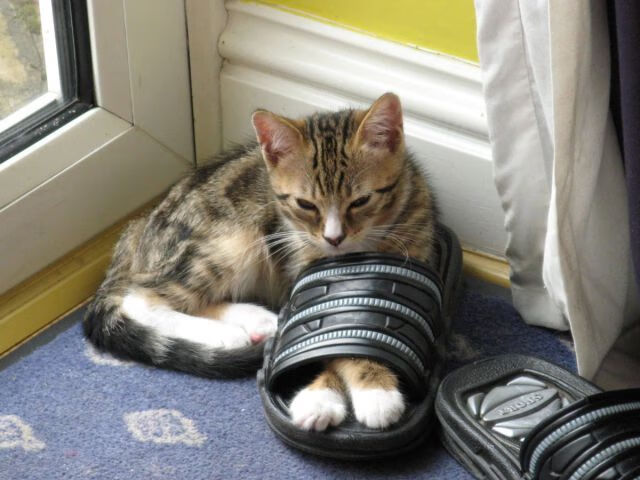 体育营销峰会探讨品牌跨界合作趋势，中国体育营销创新案例