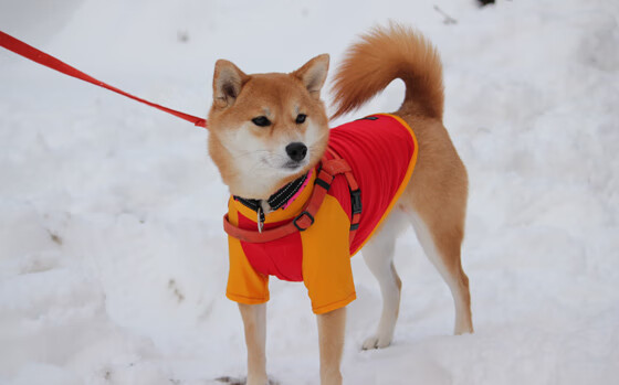 南非羚羊队的攻防转换:快速高效的攻防转换成了他们的致命武器