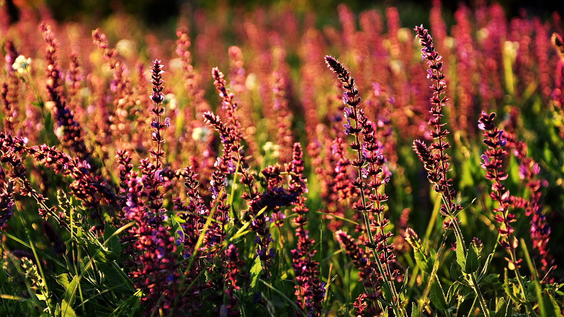 大学篮球联赛创新赛制提升竞赛激烈程度和观赏性，大学生篮球联赛组别