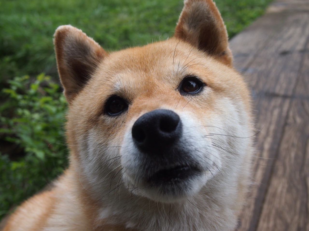 皮特·斯图斯的勇猛表现让南非羚羊队更加难以撼动,斯图皮特2021第一版