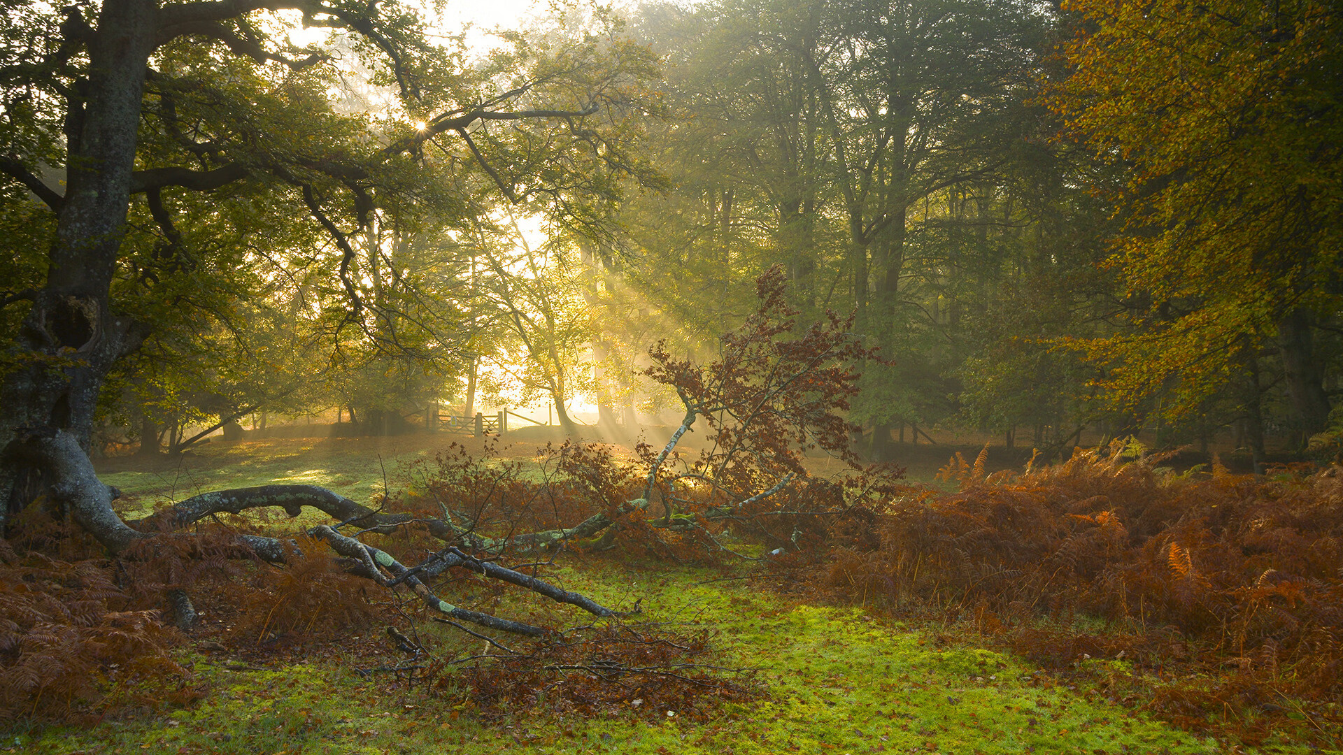 跳水动作优雅精准摩纳哥获赞，跳水魔鬼训练